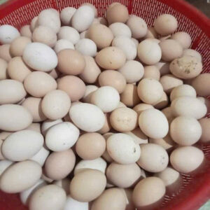 Trứng gà Bản Mường
